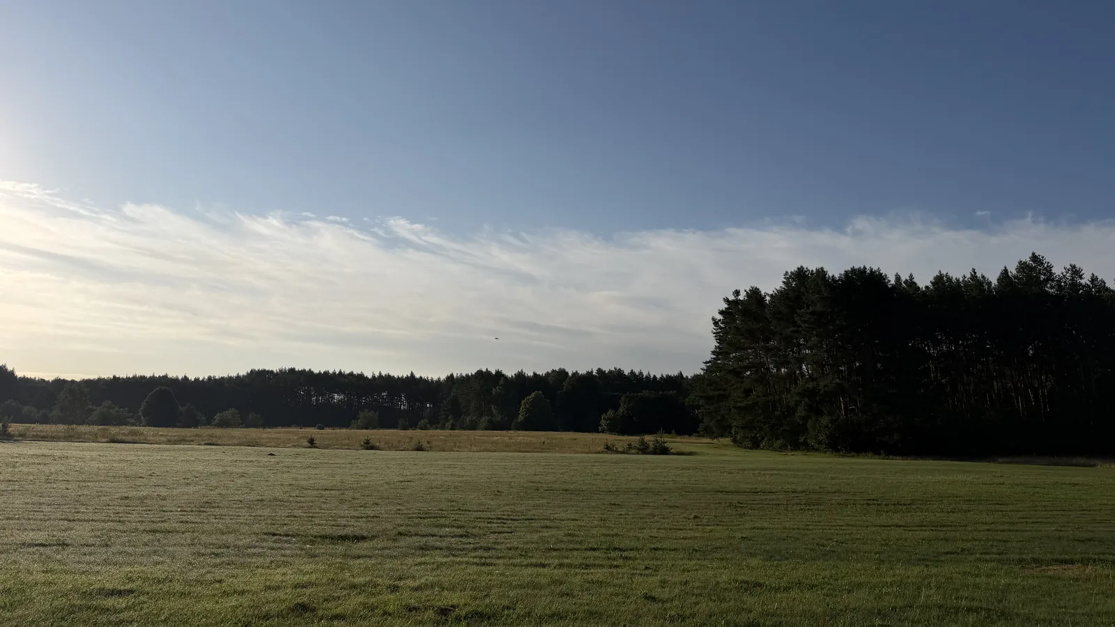 Łąka na skraju lasu w gminie Białe Błota o poranku